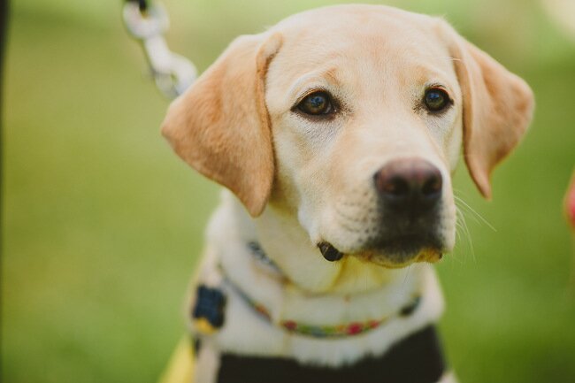 DIY San Diego Picnic Wedding by Hom Photography | Oh Lovely Day