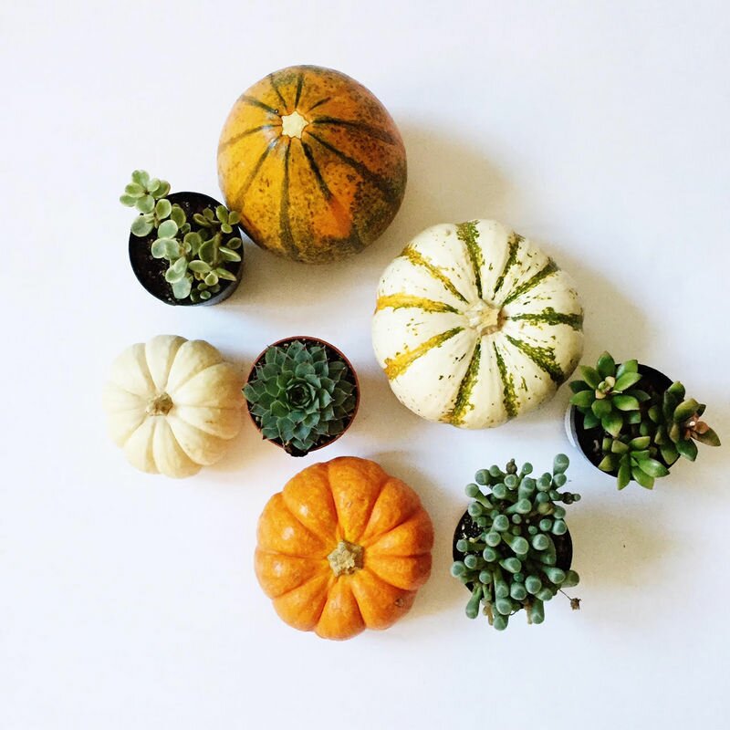 These DIY succulent pumpkins combine are so easy to make and so fun for fall decorating and gifting! A must pin and make!
