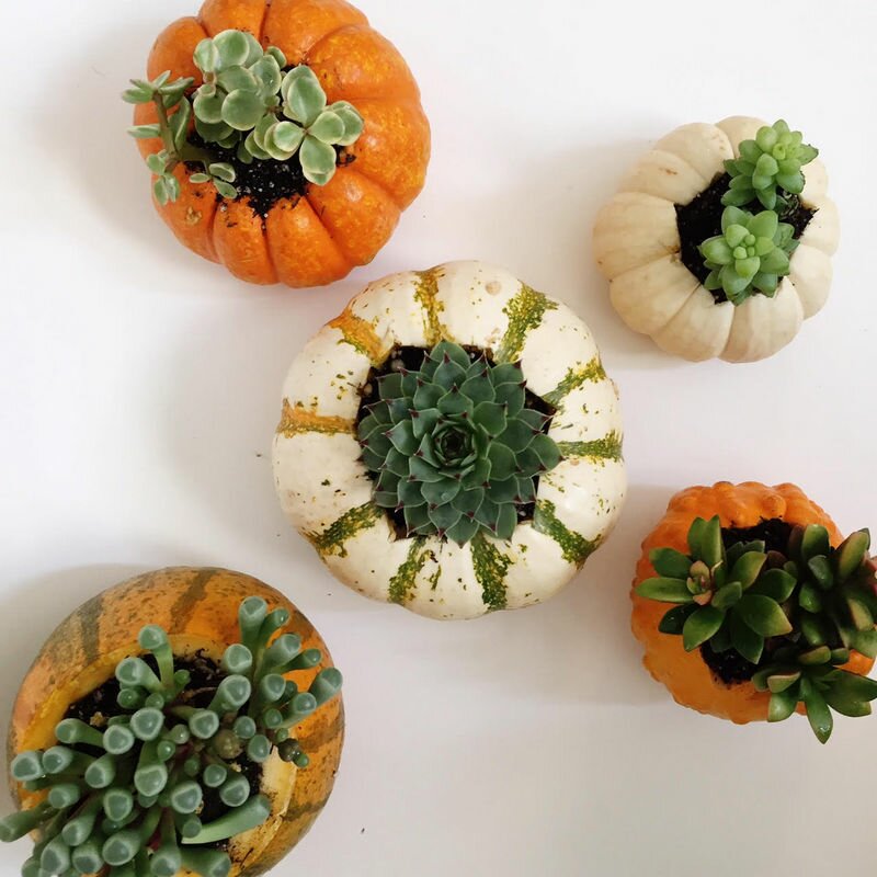 These DIY succulent pumpkins combine are so easy to make and so fun for fall decorating and gifting! A must pin and make!