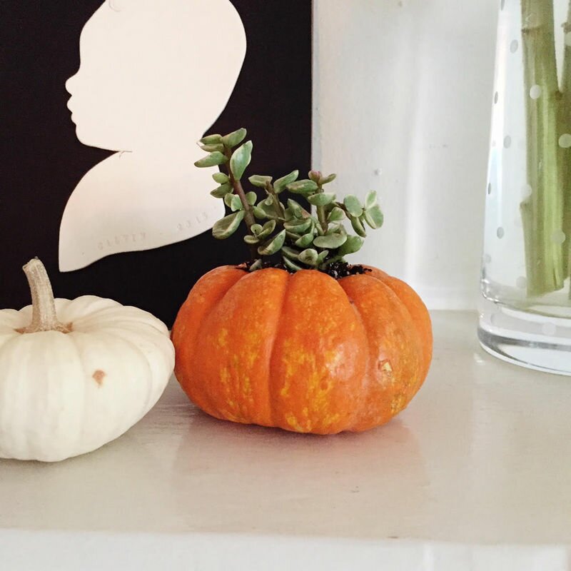 DIY Succulent Pumpkins | Oh Lovely Day