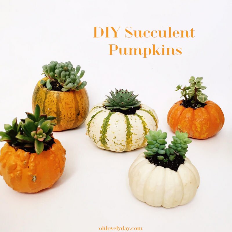 DIY Succulent Pumpkins | Oh Lovely Day