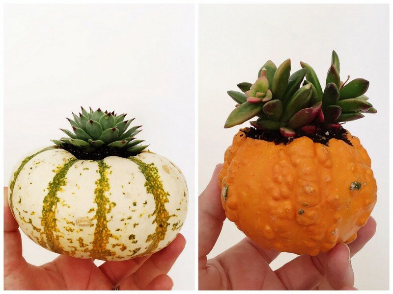 DIY Succulent Pumpkins | Oh Lovely Day