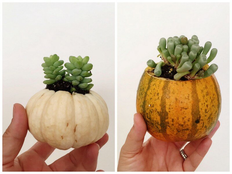 DIY Succulent Pumpkins | Oh Lovely Day