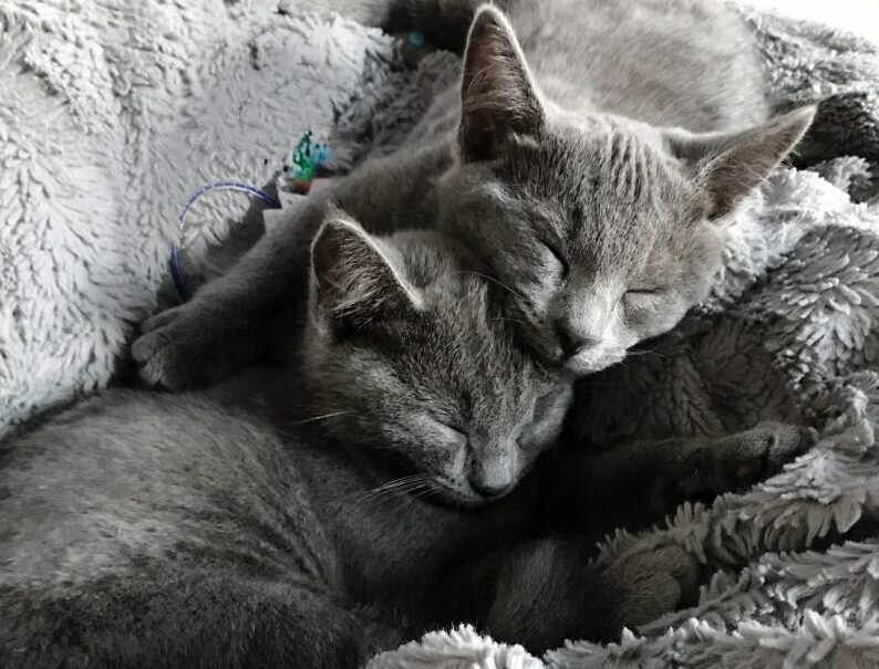 How Adding Kittens To Our Home Has Been the Perfect Pairing For Our Family | Oh Lovely Day